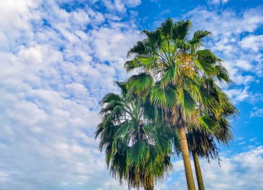 Zicatela Puerto Escondido Oaxaca Meksika 'da Hindistan cevizi ve mavi gökyüzü arka planlı tropik doğal Meksika palmiyesi..
