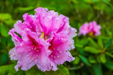 Bremerhaven ve Aşağı Saksonya Almanya 'sında ormandaki ve doğadaki mor ve kırmızı çiçek ve bitkiler.
