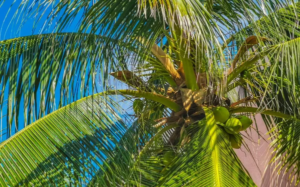 Tropikalne Naturalne Meksykańskie Palmy Orzechami Kokosowymi Błękitnym Tle Nieba Zicatela — Zdjęcie stockowe