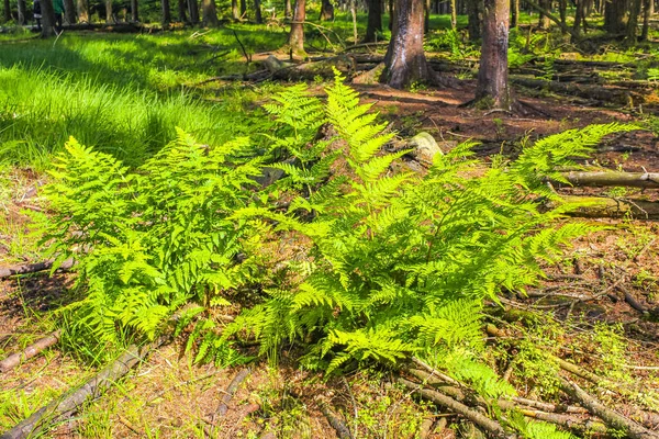 Flores Plantas Flores Marrons Brancas Verdes Plantam Floresta Natureza Bremerhaven — Fotografia de Stock