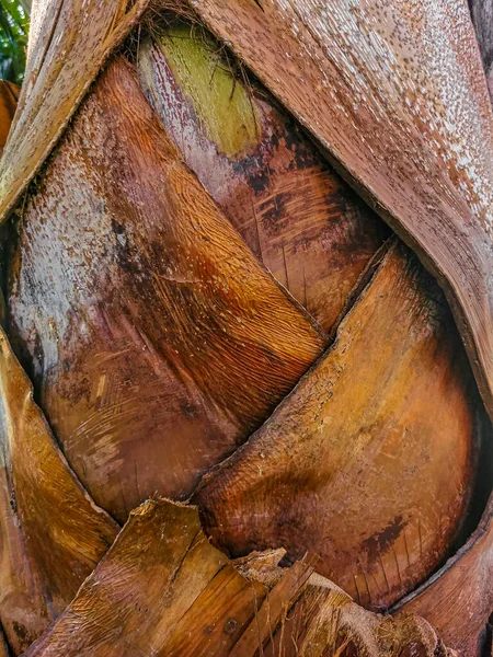 Υφή Μοτίβο Ακατέργαστου Κορμού Φλοιού Τροπικό Φυσικό Μεξικάνικο Φοινικόδεντρο Καφέ — Φωτογραφία Αρχείου