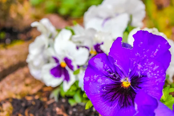 Paars Blauwe Witte Bloemen Planten Bos Natuur Bremerhaven Nedersaksen Duitsland — Stockfoto