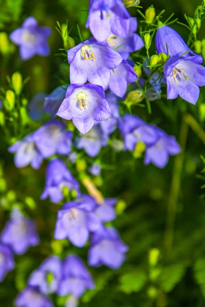 Lila Blå Och Vita Blommor Och Växter Skog Och Natur — Stockfoto