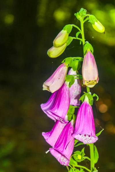 ブレーマーハーフェンとニーダーザクセン州の森の中の紫色のピンクの白いフォックスグローブの花の植物 — ストック写真