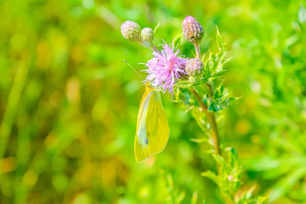 Paars Roze Roze Distelbloem Bremerhaven Nedersaksen Duitsland — Stockfoto