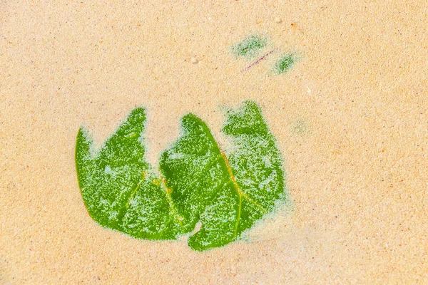 Листья Тропической Листвы Песке Воде Пляже Playa Del Carmen Quintana — стоковое фото