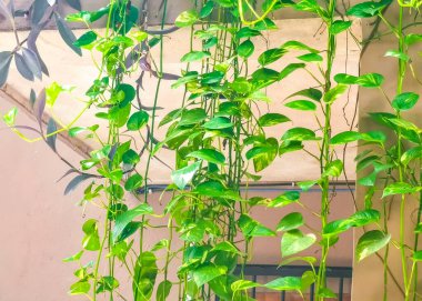 Playa del Carmen Quintana Roo Meksika 'da yeşil ve sarı renkli güzel tropikal bahçe bitkileri..