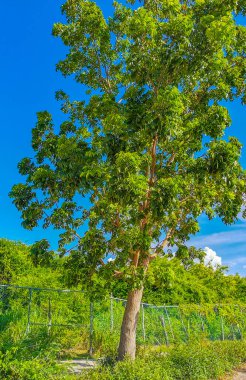 Tropik Meksika Karayip plaj ağaçları ve orman ormanlarında köknar ağaçları Playa del Carmen Quintana Roo Meksika 'da bulutlu mavi gökyüzü.