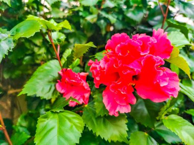 Mor pembe ve kırmızı çiçek ve bitkiler tropikal bahçe ormanlarında ve Playa del Carmen Quintana Roo Meksika 'da.