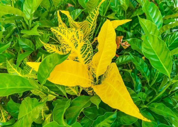 Beautiful Tropical Garden Plant Plants Tree Flower Green Yellow Colors — Stock Photo, Image