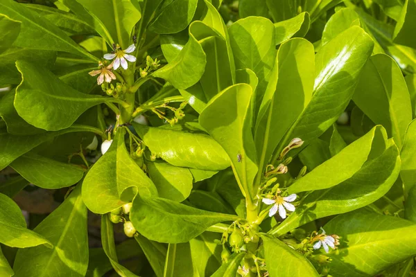 White Yellow Flower Flowers Plants Plant Tropical Garden Jungle Forest — Stock Photo, Image