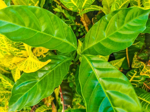Belle Plante Jardin Tropical Plante Arbre Fleur Dans Les Couleurs — Photo