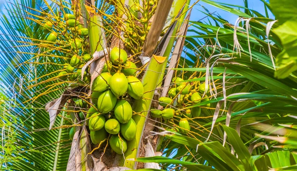 Palmera Tropical Natural Mexicana Con Coco Fondo Azul Playa Del — Foto de Stock