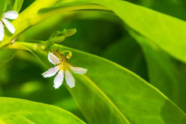 White Yellow Flower Flowers Plants Plant Tropical Garden Jungle Forest — Stock Photo, Image