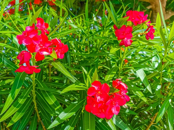 Purple Pink Red Flower Flowers Plants Plant Tropical Garden Jungle — Stock Photo, Image