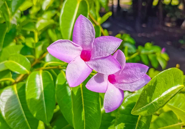 プラヤデルカルメンキンタナの熱帯の庭のジャングルの森と自然の中で紫のピンクと赤のPalay Rubbervineの花や植物 Roo Mexico — ストック写真