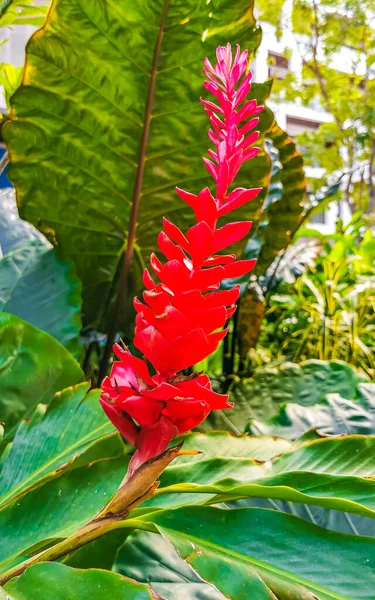 Rare Purple Red Pink Ginger Flower Flowers Plants Plant Playa — Stock Photo, Image