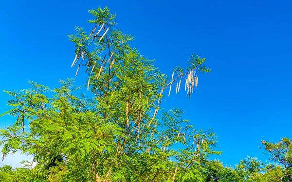 Playa del Carmen Quintana Roo Mexico 'da mavi gökyüzü arka planlı sabah ağacı ve yeşil ağaç tohumu..
