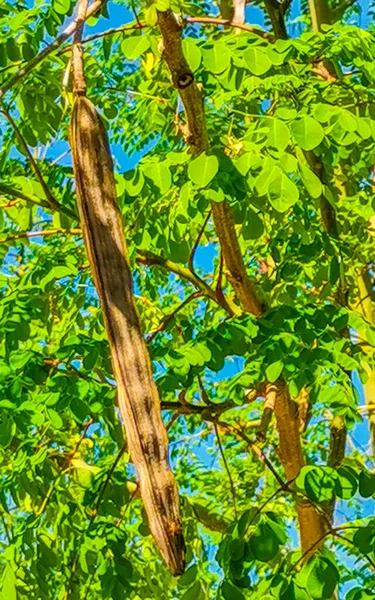 Sementes Árvore Moringa Tampo Árvore Verde Com Fundo Céu Azul — Fotografia de Stock