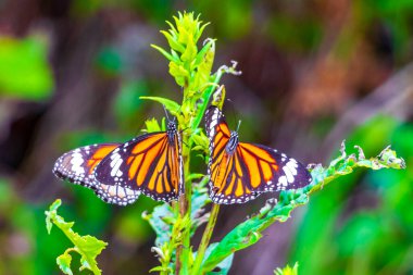Güzel turuncu sarı kelebek kelebekleri yeşil bitki arka planında Phuket Adası Tayland, Güney Asya 'da Sakhu Thalang.