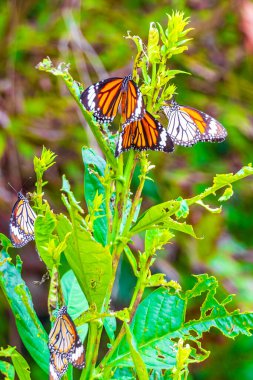 Güzel turuncu sarı kelebek kelebekleri yeşil bitki arka planında Phuket Adası Tayland, Güney Asya 'da Sakhu Thalang.