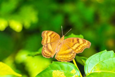 Güzel turuncu sarı kelebek kelebekleri yeşil bitki arka planında Phuket Adası Tayland, Güney Asya 'da Sakhu Thalang.