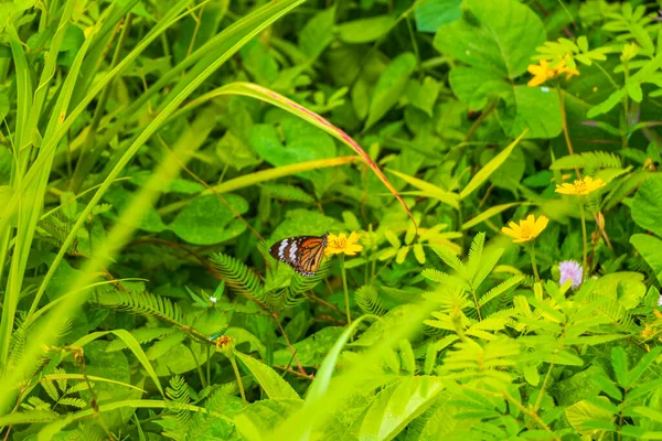Belle Jolie Orange Papillon Noir Jaune Insecte Papillons Sur Fond — Photo
