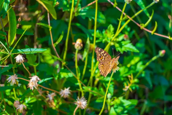 Beautiful Pretty Orange Black Yellow Butterfly Butterflies Insect Green Plant — Stock Photo, Image