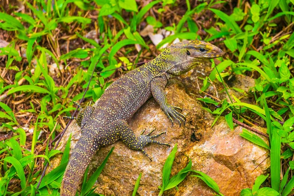 Lizards Geckos Iguanas Répteis Natureza Tailandesa Pedra Rocha Ramo Selva — Fotografia de Stock