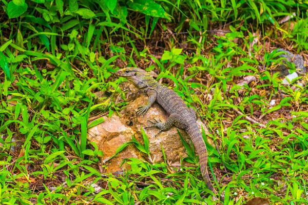 Lizards Geckos Iguanas Répteis Natureza Tailandesa Pedra Rocha Ramo Selva — Fotografia de Stock