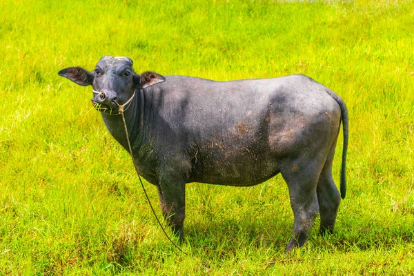 Búfalo Água Natureza Tropical Úmida Campo Olhando Para Câmera Sakhu — Fotografia de Stock