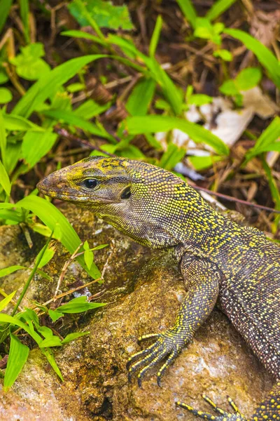 Lizards Geckos Iguanas Répteis Natureza Tailandesa Pedra Rocha Ramo Selva — Fotografia de Stock