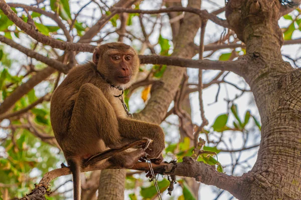 Monkey Macaque Chained Old Tires Jungle Tropical Beach Phuket Island — Stock Photo, Image