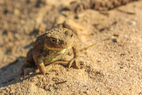 Froschkröte Sitzt Sand Niedersächsischen Cuxhaven — Stockfoto