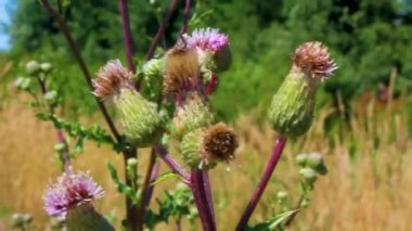 Cuxhaven Aşağı Saksonya Almanya 'sında bitkilerin üzerindeki kırmızı turuncu kahverengi böcekler..