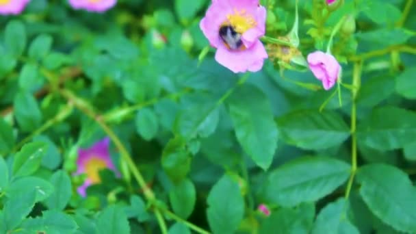 クックスハーフェンの紫色のピンクの花や花で蜂のバンブルビーとワップが飛ぶ Lower Saxsen Germany — ストック動画