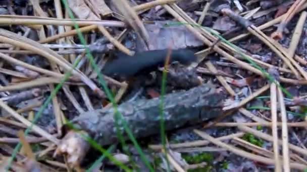 Insecto Negro Arrastrándose Suelo Del Bosque Hierba Cuxhaven Baja Sajonia — Vídeos de Stock