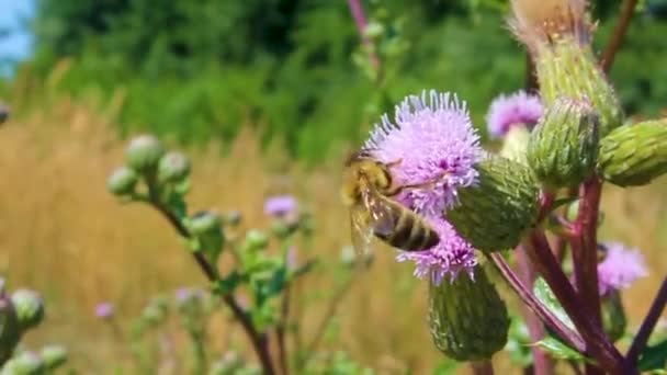 Arılar Yaban Arıları Mor Çiçeklerle Uçar Cuxhaven Aşağı Saksonya Almanya — Stok video