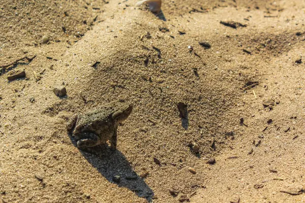 Sapo Sapo Sentado Areia Cuxhaven Baixa Saxônia Alemanha — Fotografia de Stock