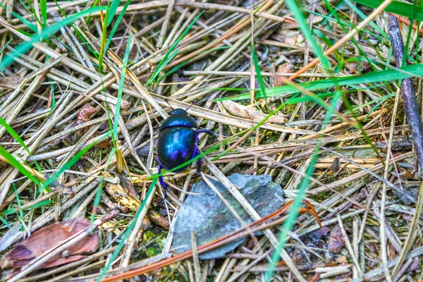 Όμορφη Μωβ Μπλε Κοπριάς Σκαθάρι Σέρνεται Στο Γρασίδι Ραβδί Τομέα — Φωτογραφία Αρχείου