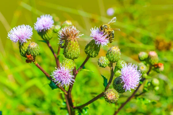 Bijen Hommels Wespen Vliegen Paarse Roze Bloemen Bloesems Cuxhaven Nedersaksen — Stockfoto
