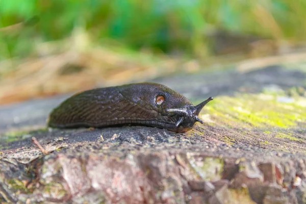 黒褐色のカタツムリ貝の家のないカタツムリはクックスハーフェンの森の床に沿ってクロールします — ストック写真