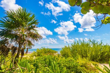 Playa del Carmen Meksika 'da, turkuvaz mavisi kayalar ve taşlarla dolu palmiye ağaçlarının arkasındaki tropik Meksika sahili manzarası..