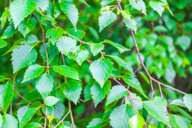 Aşağı Saksonya Almanya 'sında güzel huş ağacı yaprakları ve dalları yeşille kaplıdır..