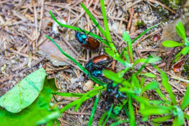 Aşağı Saksonya Almanya 'sında birçok saksafoncu aynı anda böceklenebilir..