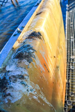 Almanya 'nın Aşağı Saksonya bölgesindeki kuşlardan gelen kuş pisliğiyle dolu tekne..