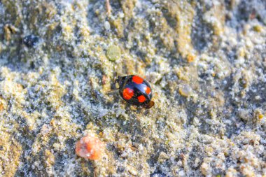 Güzel kırmızı ve sarı uğur böcekleri Aşağı Saksonya Almanya 'sında doğada.