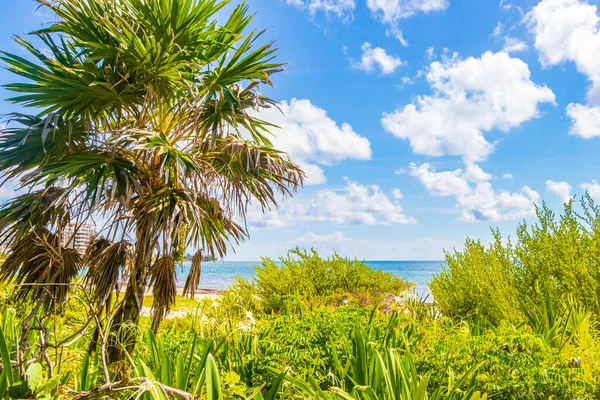 Tropical Mexican Beach Landscape Panorama Palm Trees Clear Turquoise Blue — Stock Photo, Image