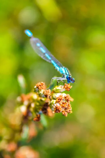 Schöne Blaue Libelle Sitzt Auf Pflanzblume Niedersachsen — Stockfoto