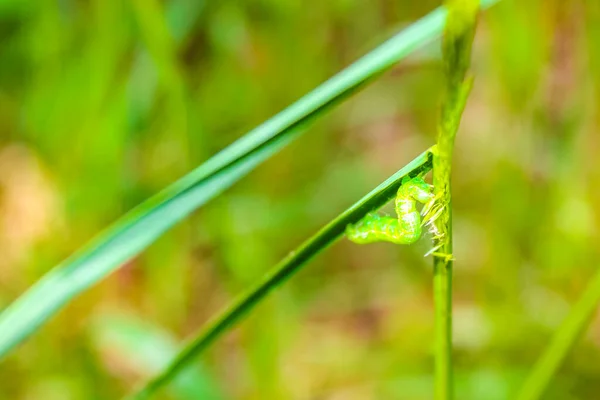 Niedliche Grüne Raupe Auf Anlage Cuxhaven Niedersachsen Deutschland — Stockfoto